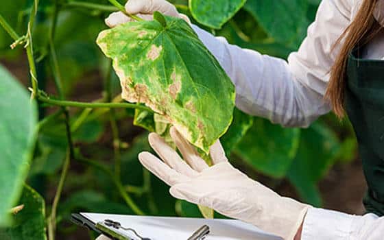 Curso online de Enemigos y Enfermedades de las Plantas