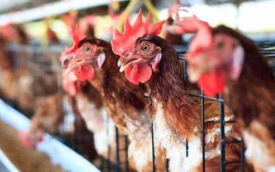 Curso online de Producción Avícola Intensiva