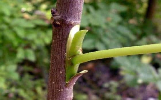 Curso online de Poda e Injerto de Frutales